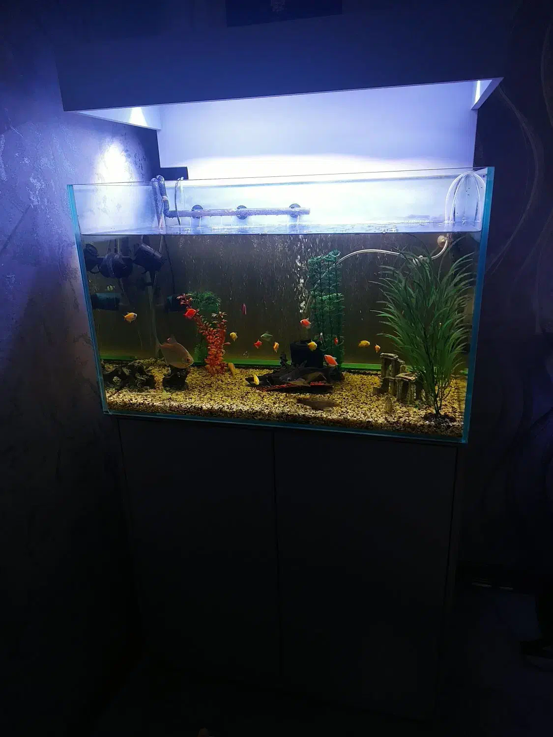 اکواریوم|ماهی|تهران, بیسیم|دیوار