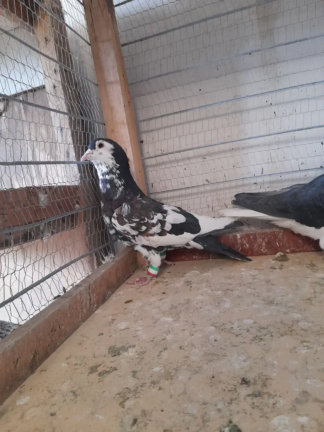 ساده|پرنده|تربت جام, معدآباد|دیوار