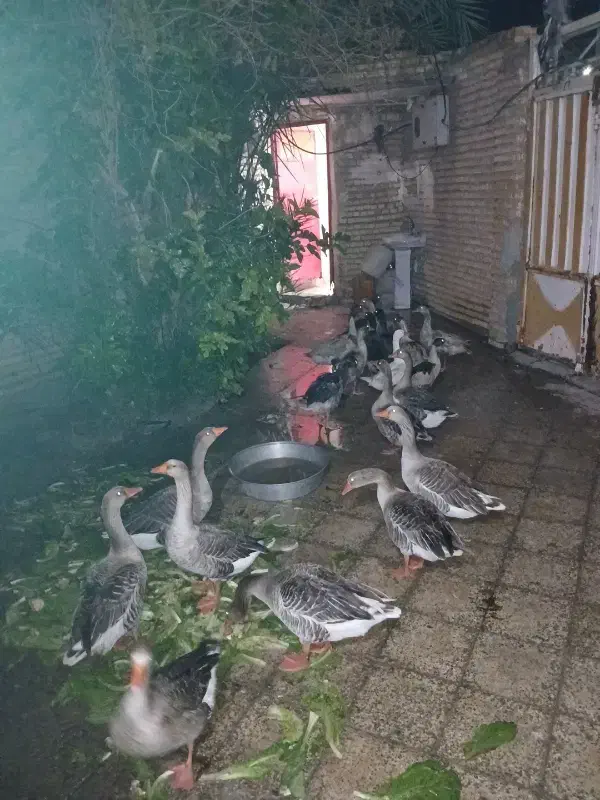 غازمحلی|حیوانات مزرعه|خرمشهر, |دیوار