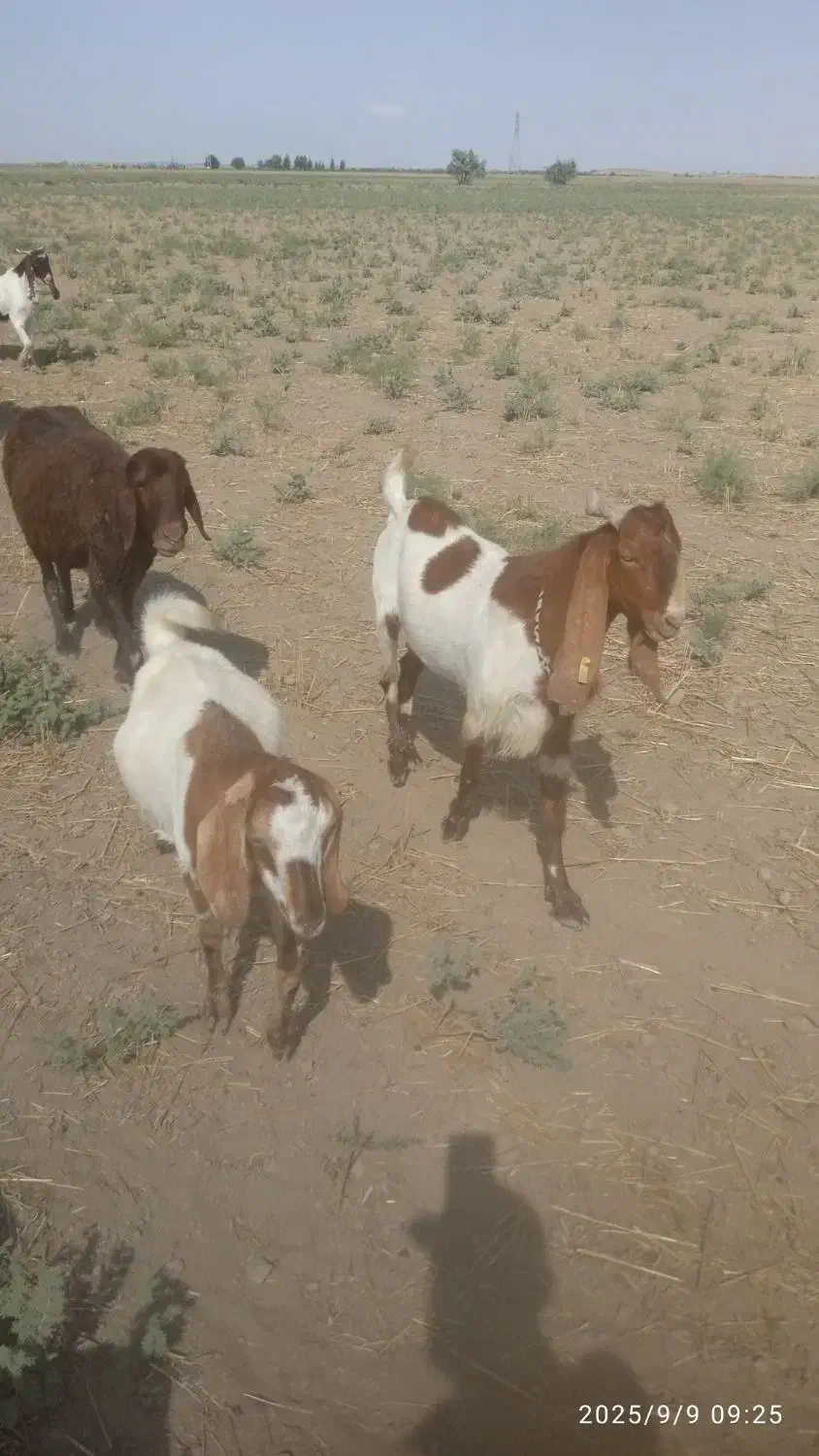 تکه پاکستانی بز آبس|حیوانات مزرعه|گرگان, |دیوار