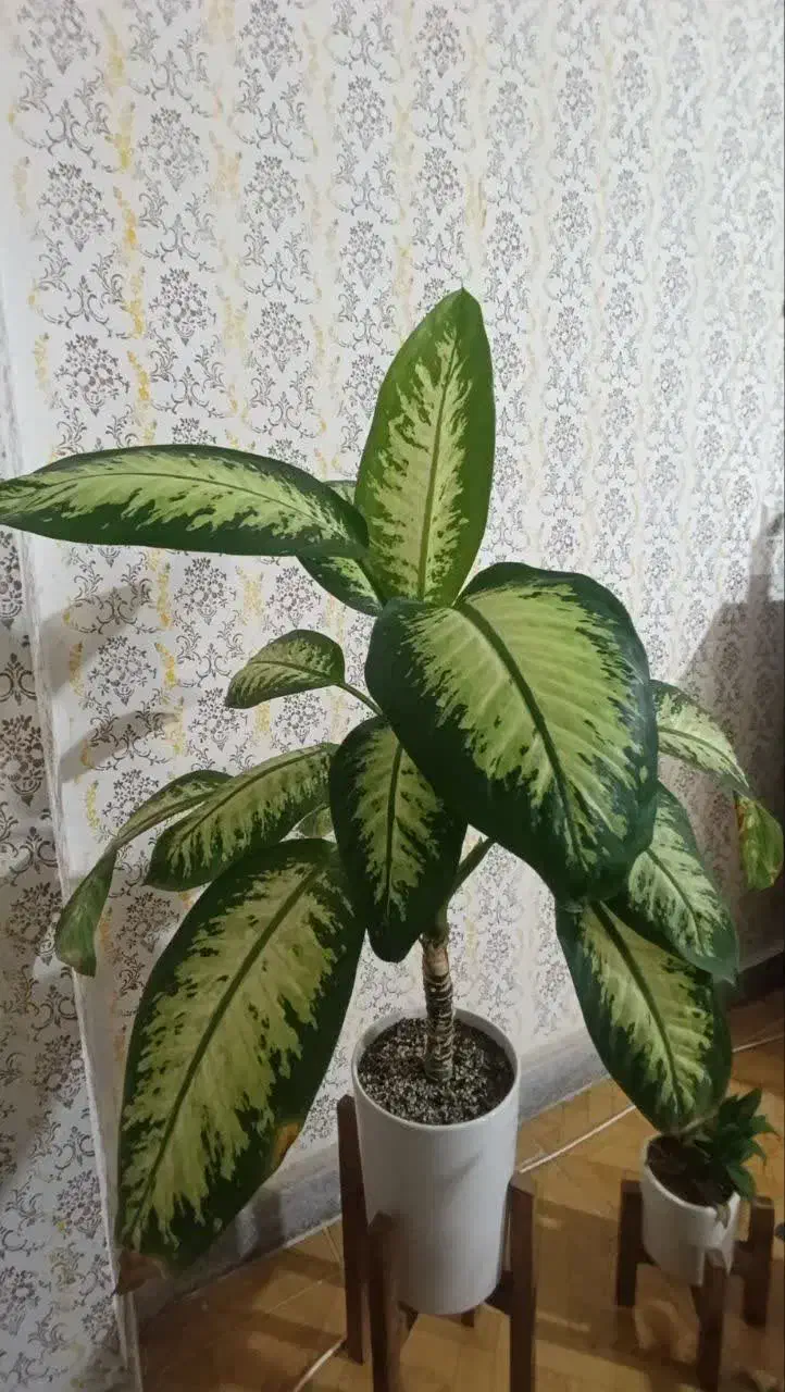 دیفن باخی|گل و گیاه طبیعی|مشهد, چهارچشمه|دیوار