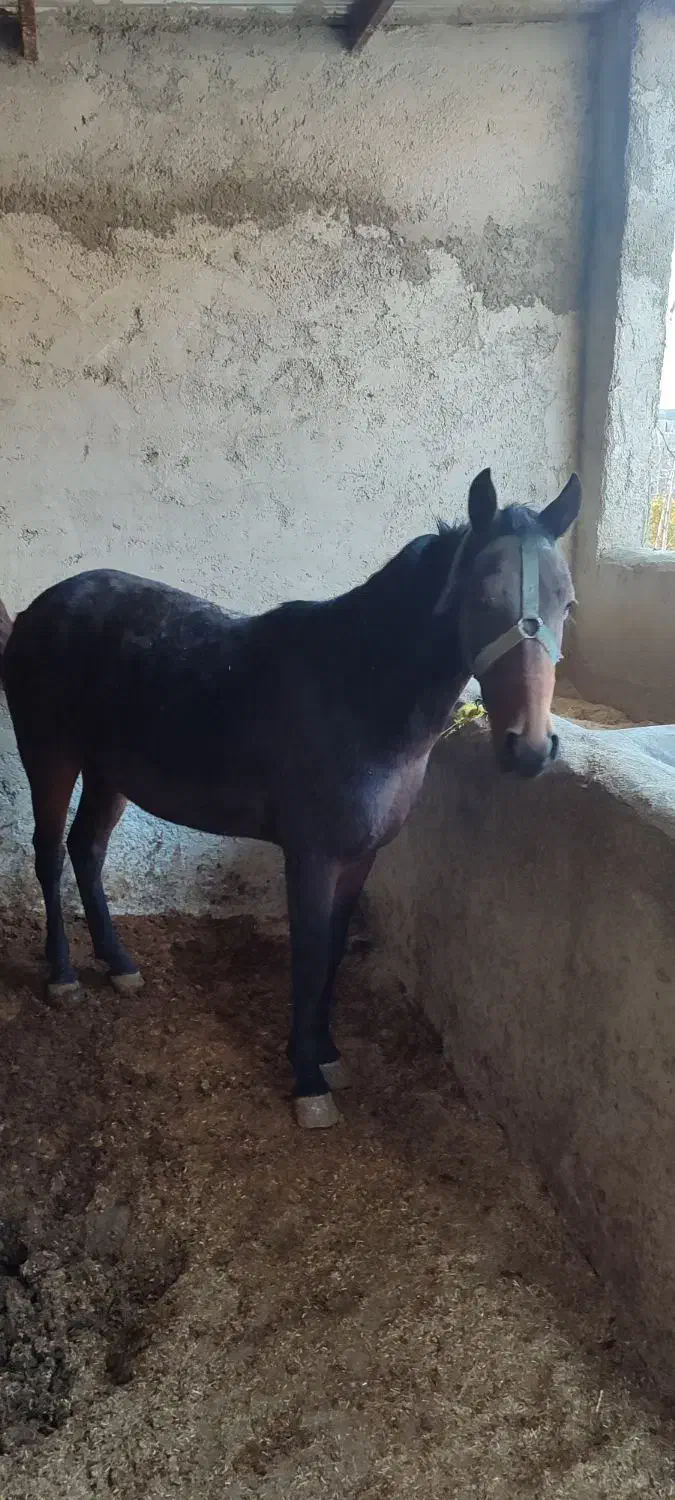 مادیان|اسب و تجهیزات اسب‌سواری|شیروان (خراسان), |دیوار