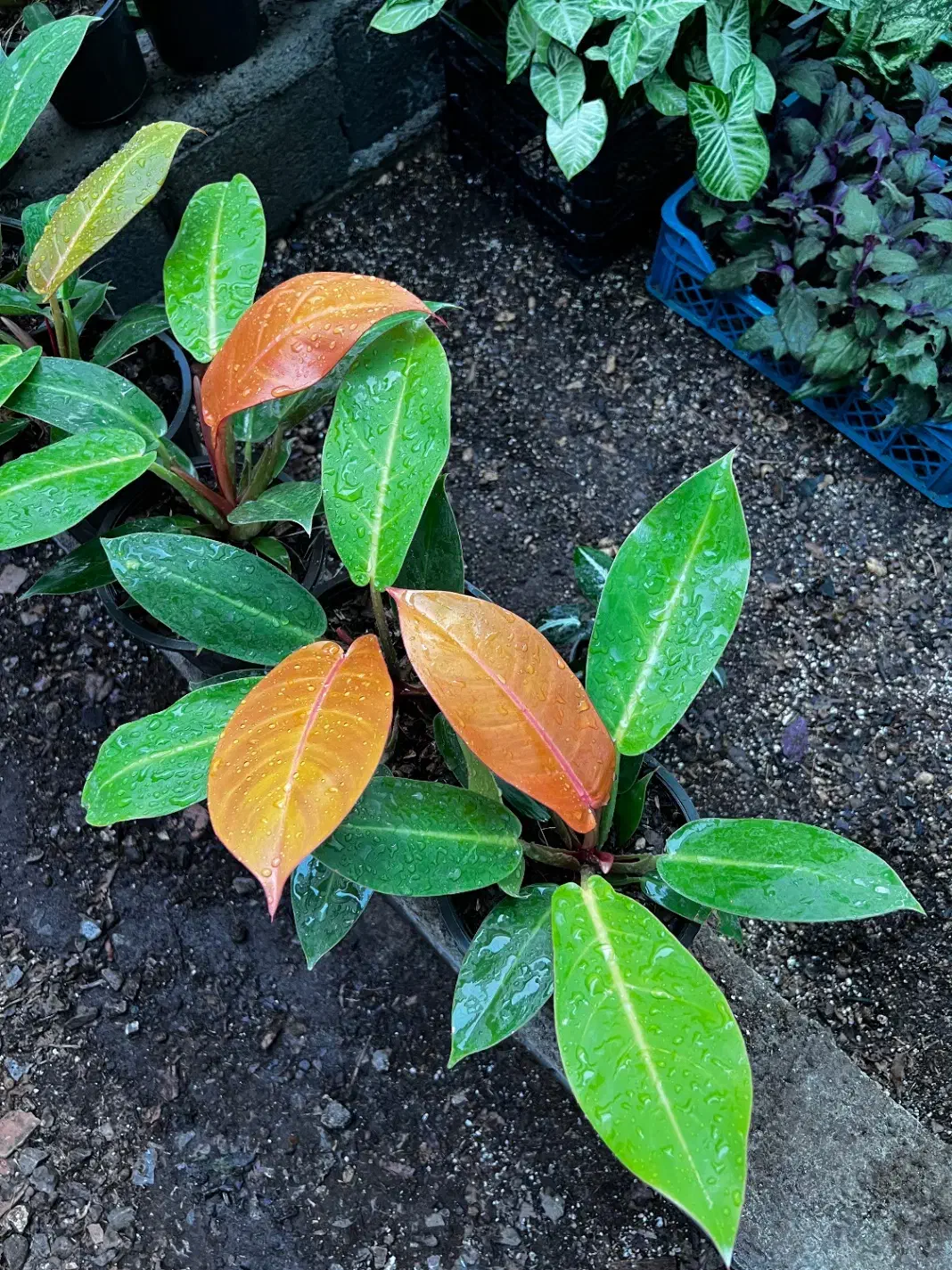 انواع گل اپارتمانی|گل و گیاه طبیعی|بابل, |دیوار