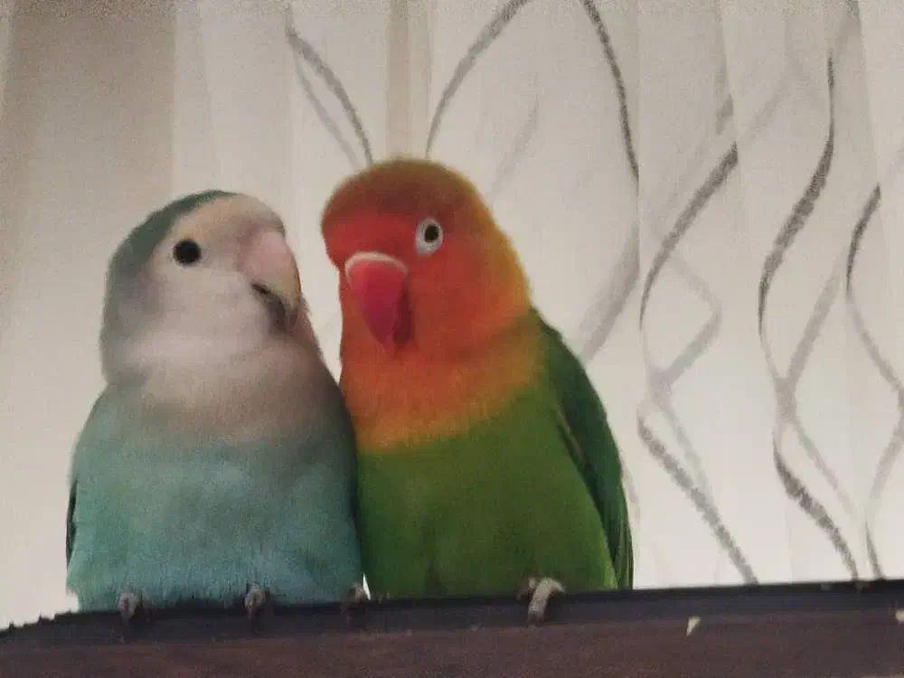 طوطی برزیلی|پرنده|تهران, سوهانک|دیوار