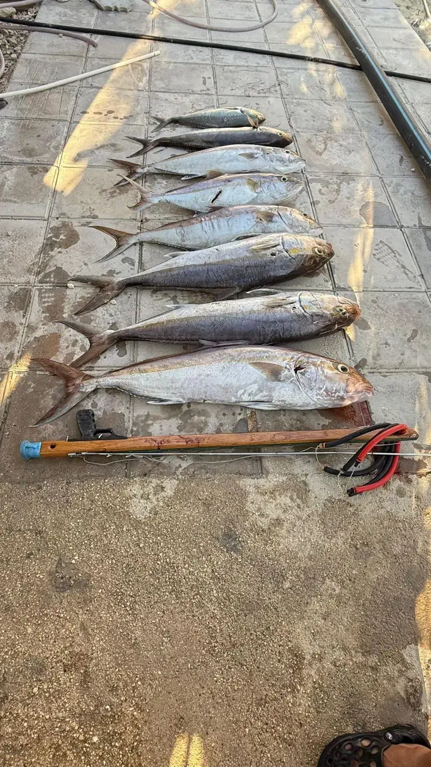 ماهیگیری|ماهیگیری|بوشهر, |دیوار