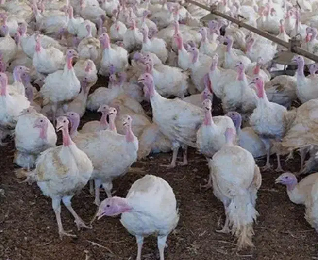 بوقلمون بیوتی ارگانیک|حیوانات مزرعه|مشهد, شهرک رازی (شهرک غرب)|دیوار