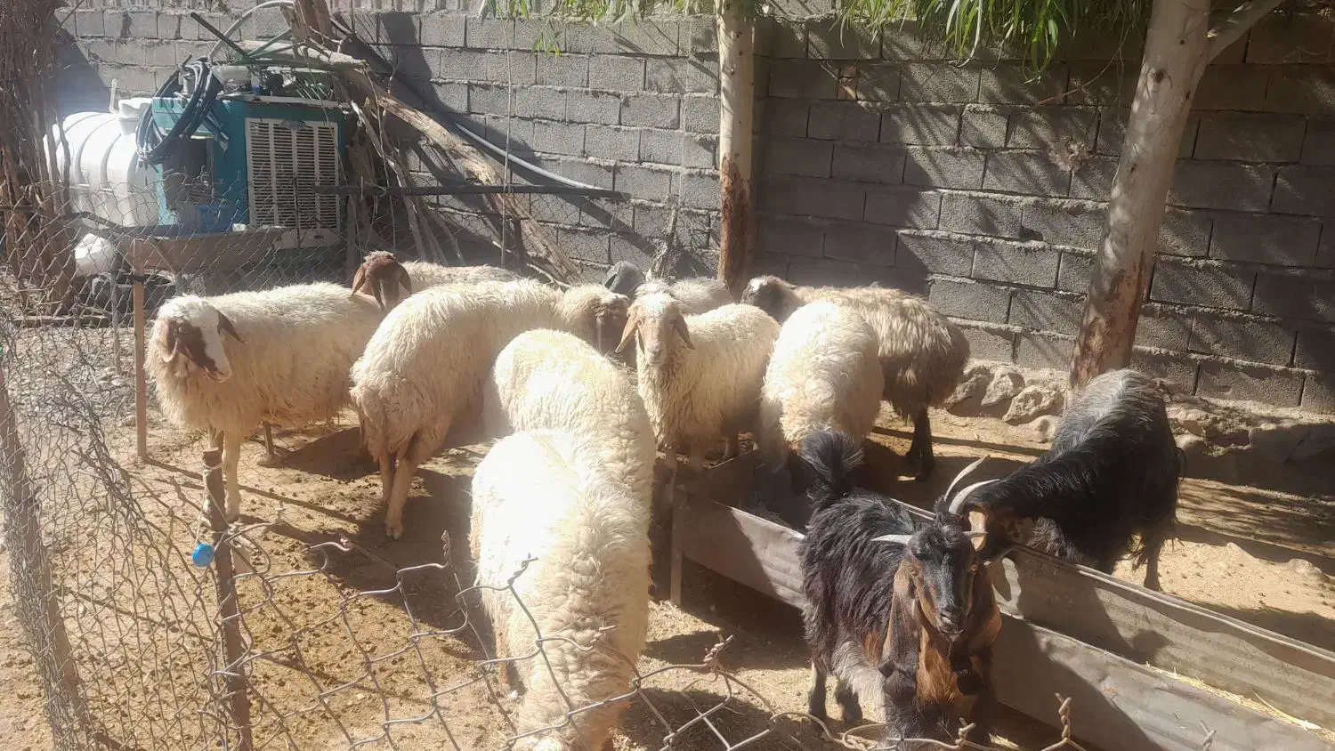 باسلام چند تا گوسفند  جوان  داشتی به فروش میرسد|حیوانات مزرعه|زرین آباد, |دیوار