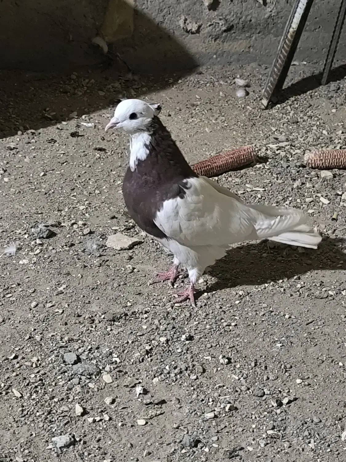 کبوتر طوقی سرخ|پرنده|حبیب آباد, |دیوار