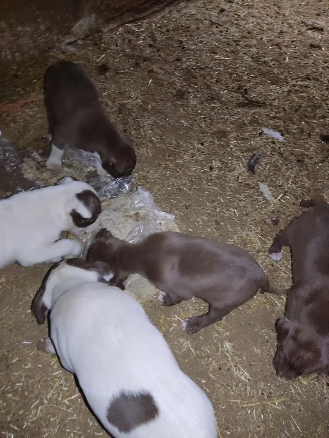 سگ بیت بول|سگ|اسلامآباد غرب, |دیوار