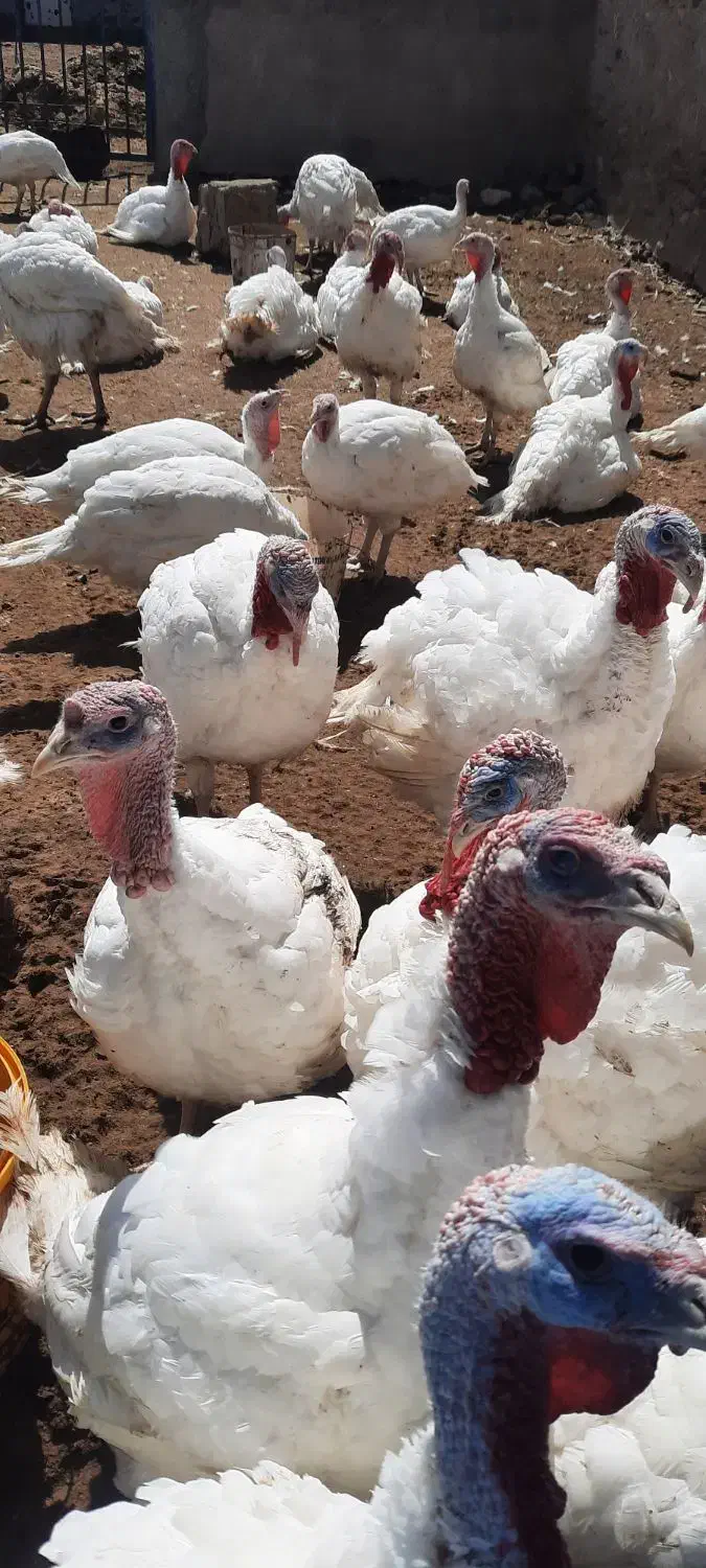 فروش بدون واسطه بوقلمون گوشتی|حیوانات مزرعه|بیرجند, |دیوار