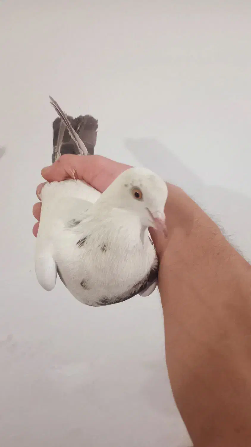 کبوتر هما|پرنده|نوشین شهر, |دیوار