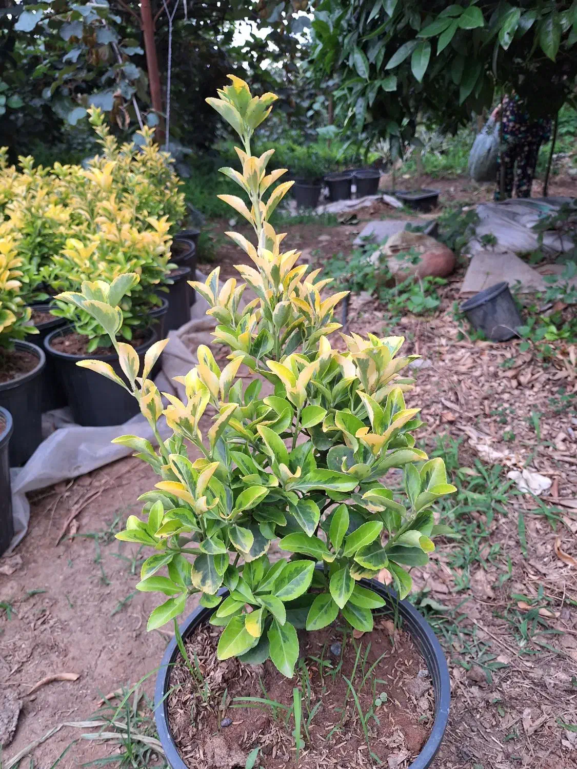 شمشاد طلایی‌سطل  ۱۰  و ۴۰|گل و گیاه طبیعی|چابکسر, |دیوار