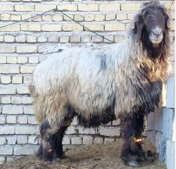 بره نر|حیوانات مزرعه|اندیمشک, |دیوار