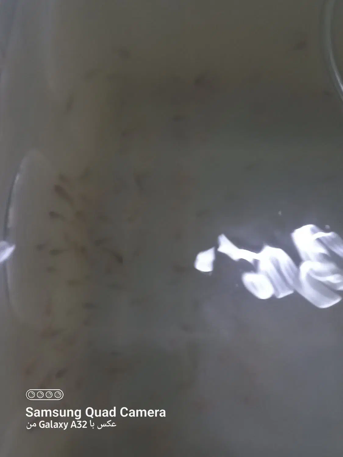 ماهی سیچیلاید|ماهی|قم, نیروگاه|دیوار