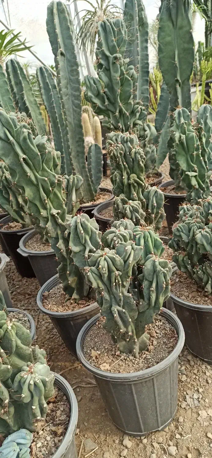 صخره ایی|گل و گیاه طبیعی|مشکین‌دشت, |دیوار