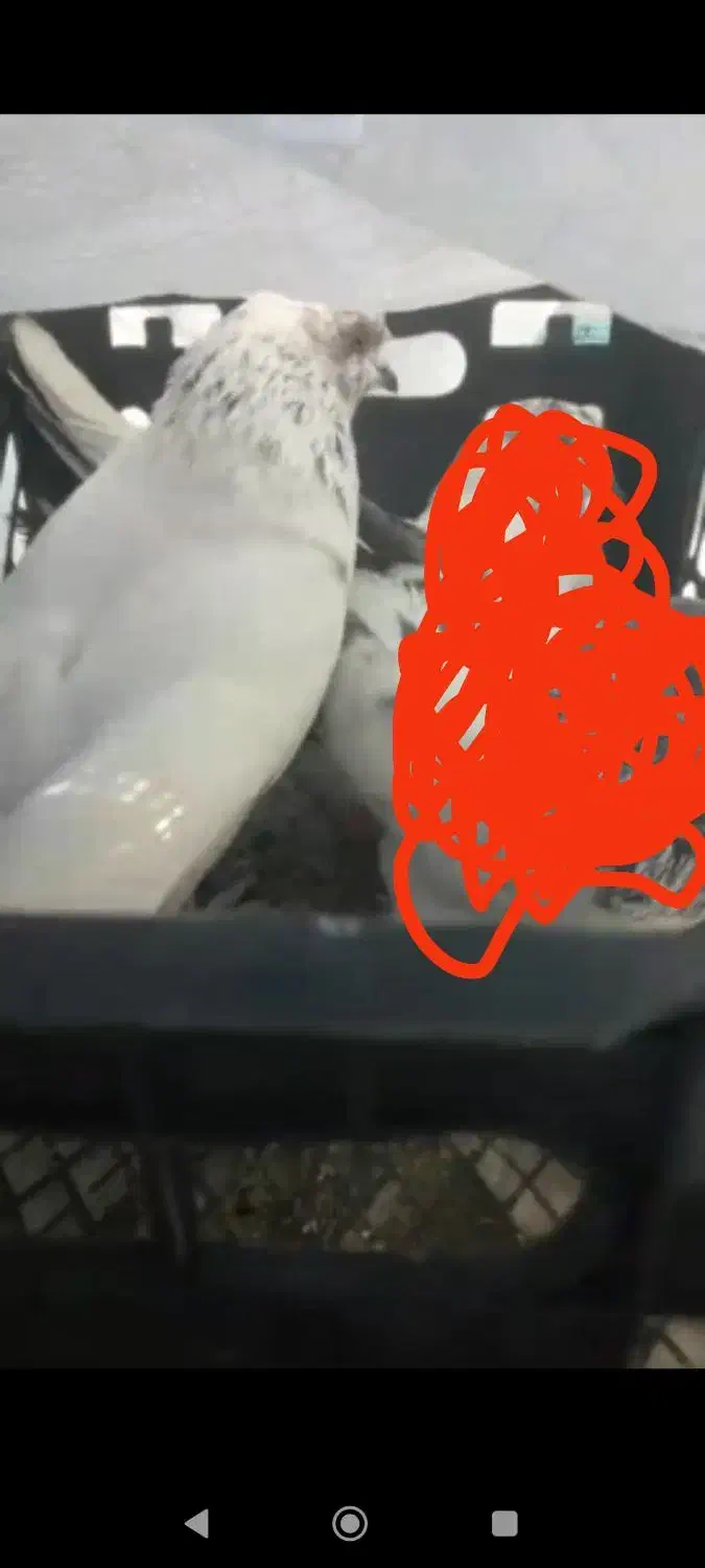 کبوتر پرشی|پرنده|فولادشهر, A2|دیوار