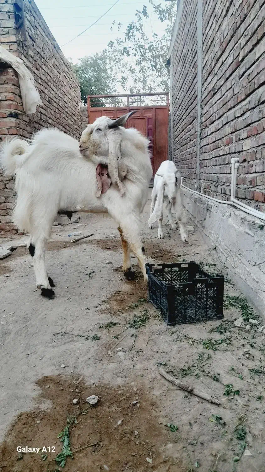 بز و نربز گلابی|حیوانات مزرعه|خاش, |دیوار