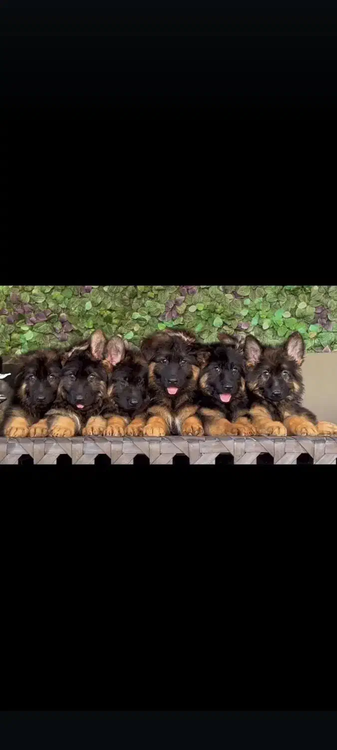 سگ ژرمن اصیل شولاین|سگ|شیراز, شهرک گلشن|دیوار