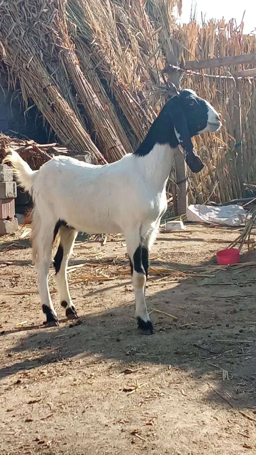 یک راس بز پاکستانی شیشک آبستن به شرط سنو|حیوانات مزرعه|سیمین شهر, |دیوار