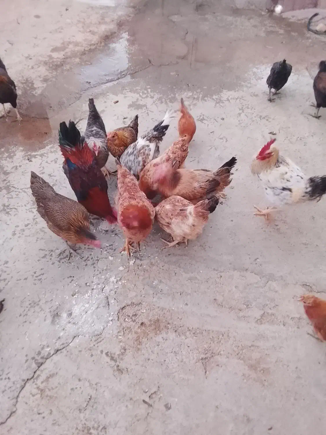 خروس|حیوانات مزرعه|بانش, |دیوار