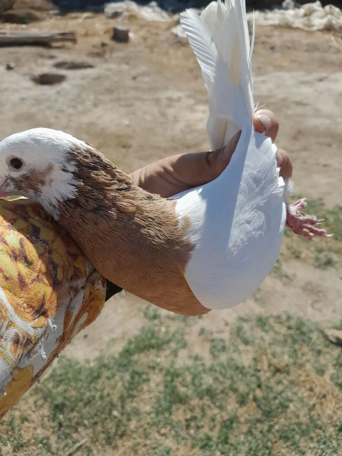 کبوتر طوقی|پرنده|ملکان, |دیوار