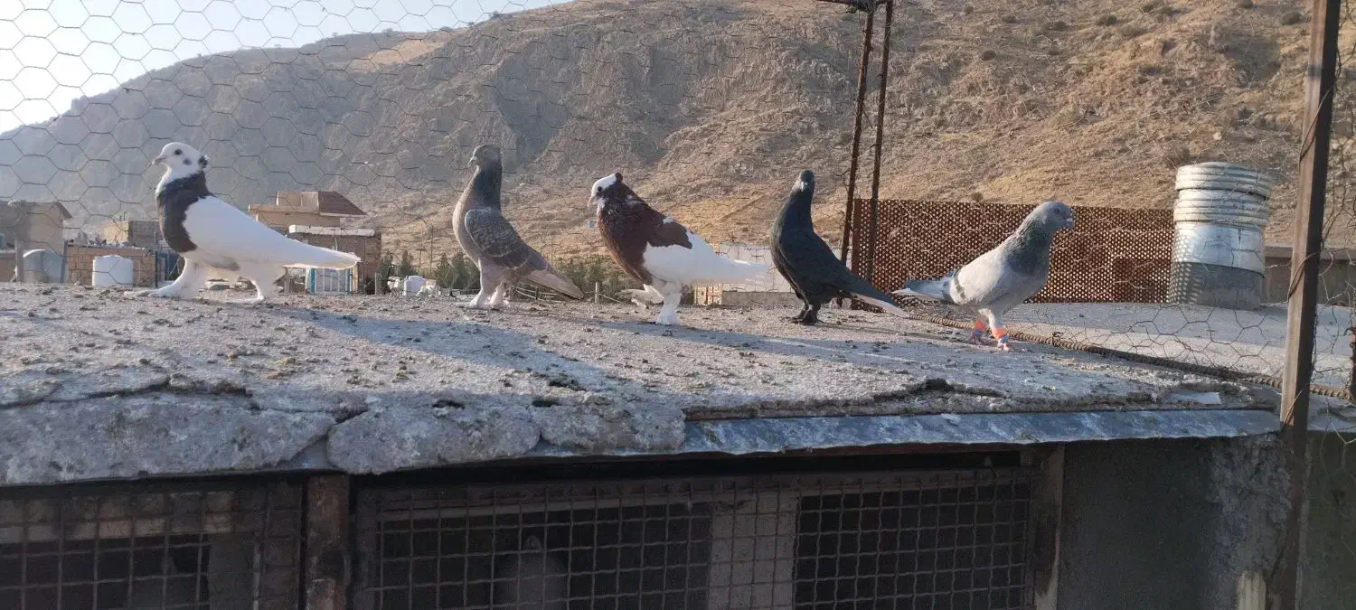 کبوتر بهبانی|پرنده|شیراز, جوادیه|دیوار