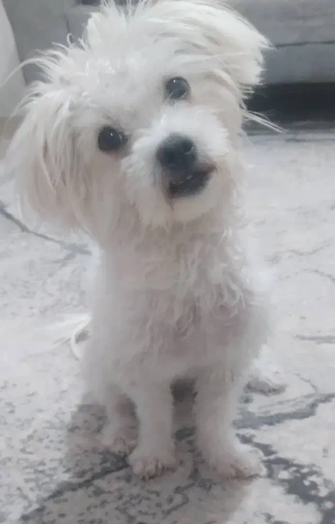 واگذاری سگ پاکوتا رایگان|سگ|تبریز, |دیوار