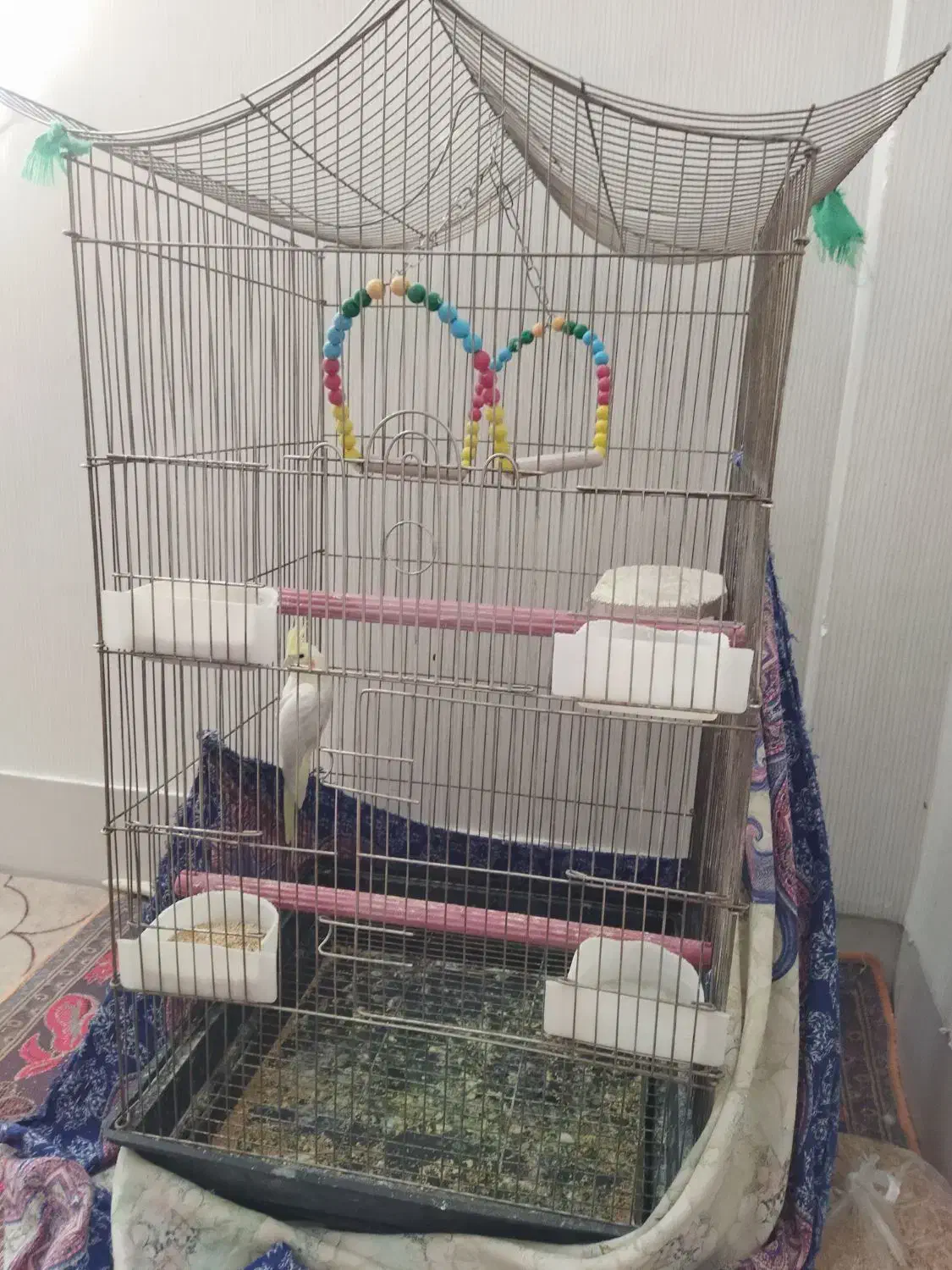 یک عدد عروس هلندی|پرنده|قم, پردیسان|دیوار