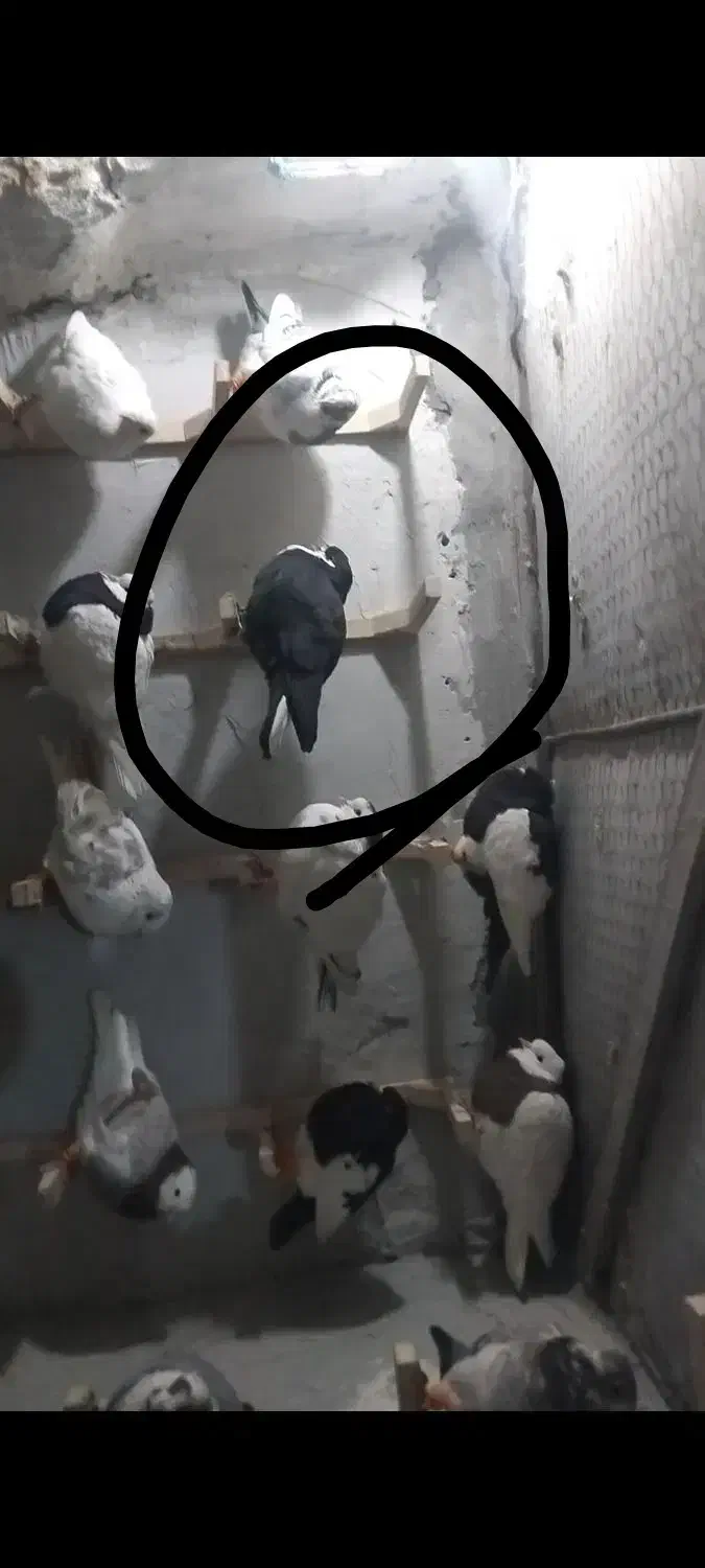 کفتر گمشده کرواتی|حیوانات|بجنورد, |دیوار