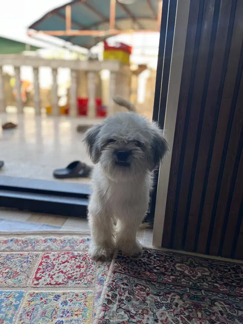 سگ پا کوتاه شیتزو|سگ|بم, |دیوار