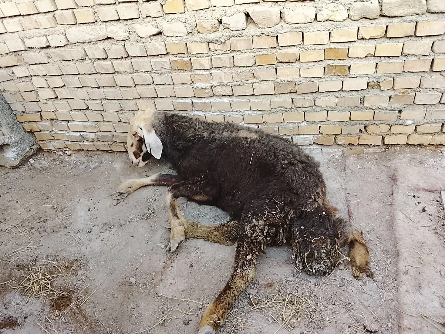 بره نر|حیوانات مزرعه|چناران, |دیوار