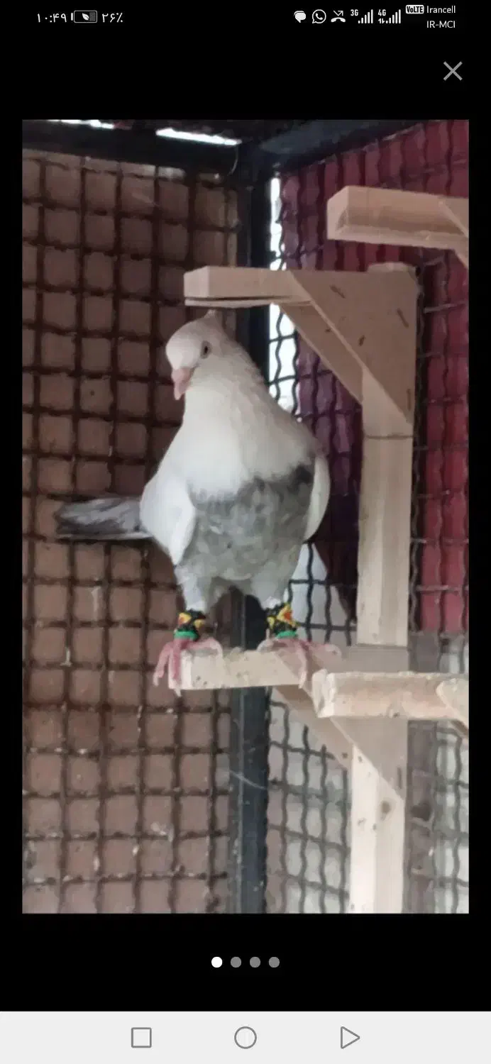 عکس نمایشی هس|حیوانات|شیراز, شهرک بهار|دیوار