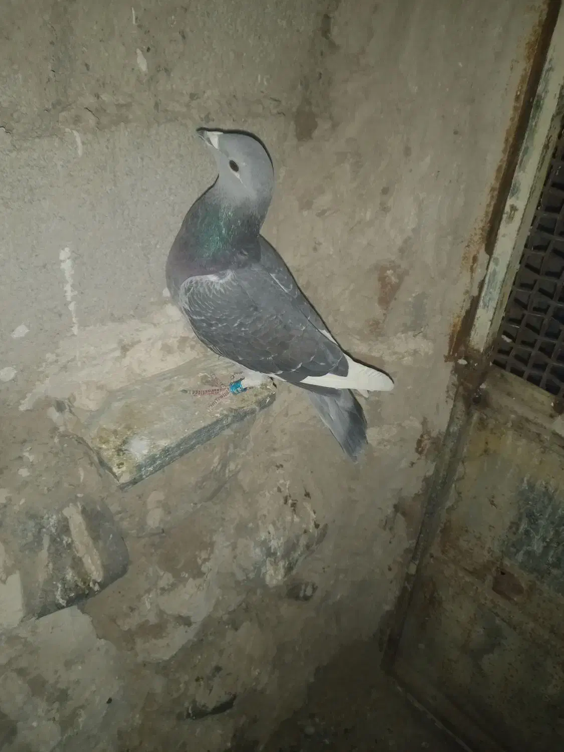 جان آردن سیلور|پرنده|نمین, |دیوار