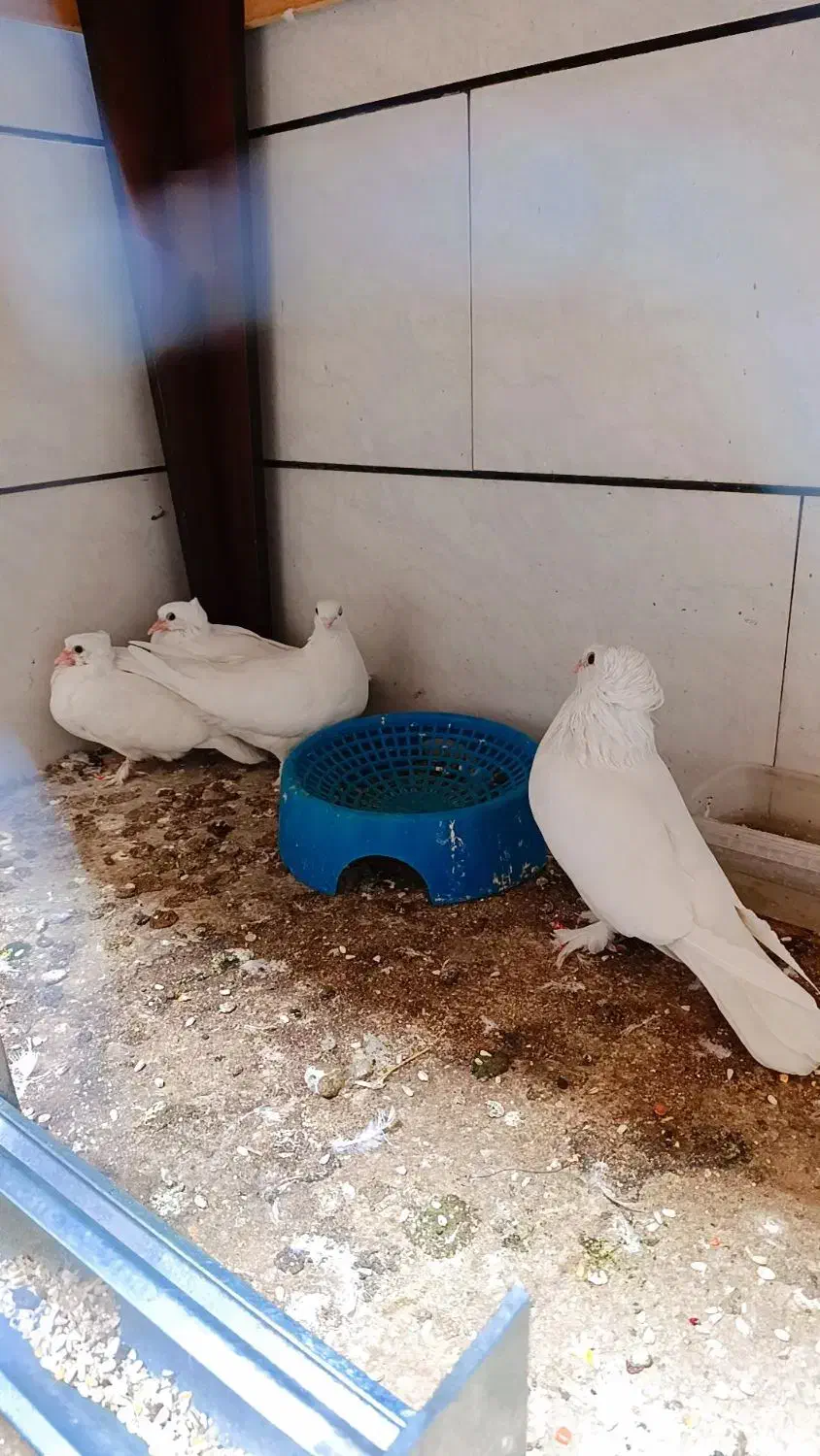 کبوتر پاپر زینتی با دو تا جوجه ۳هفته ای|پرنده|قم, قلعه کامکار|دیوار