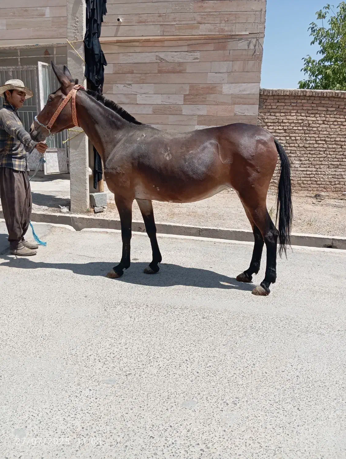 خرید قاطر فروش قاطر|حیوانات مزرعه|لاران, |دیوار