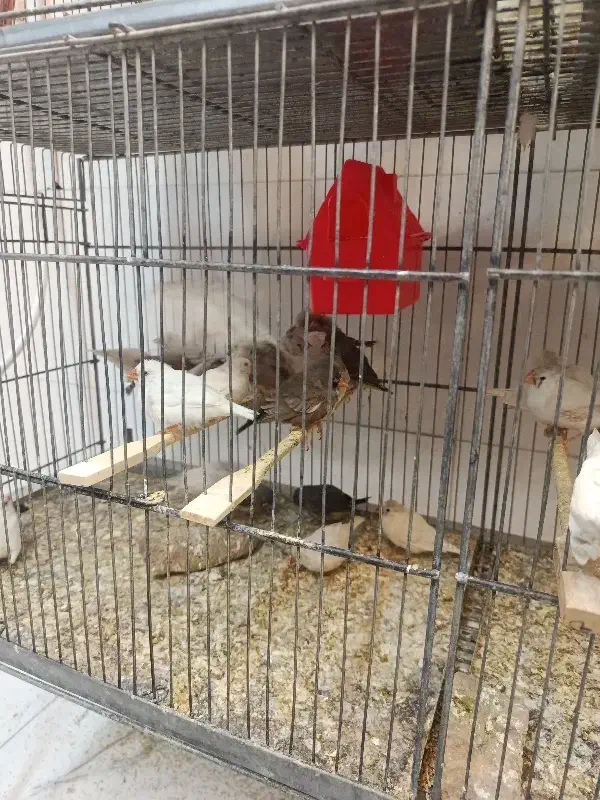 کفتر|پرنده|اردبیل, |دیوار