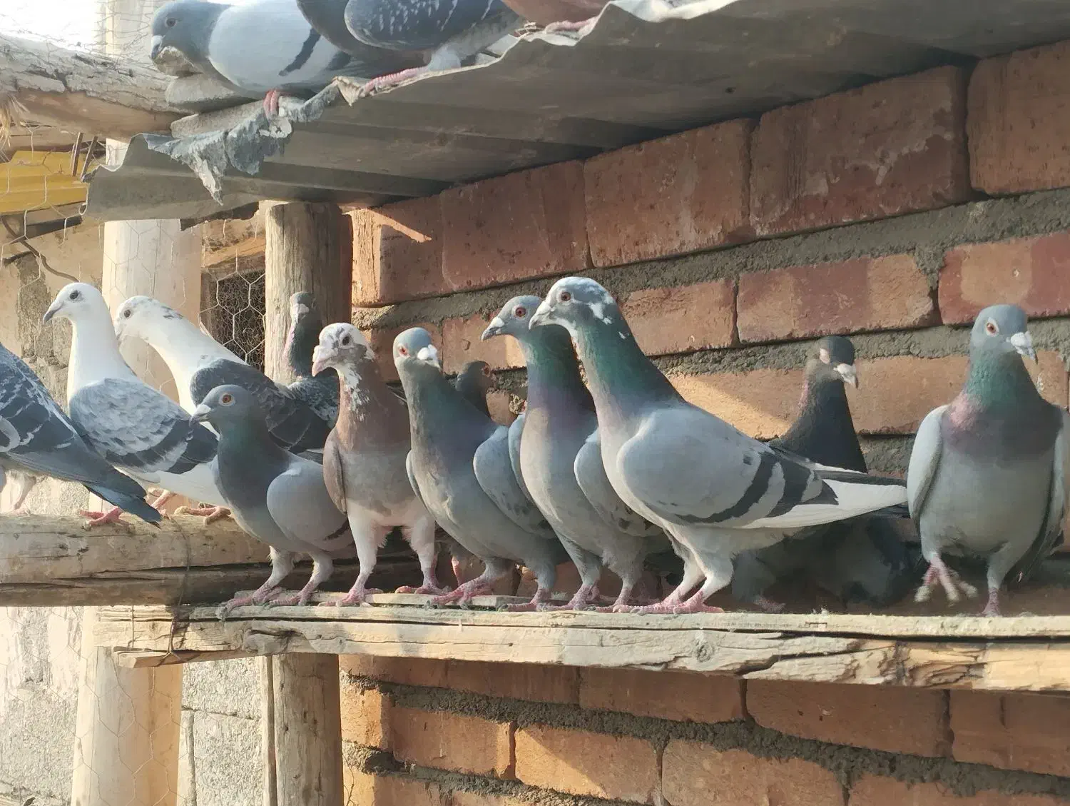 کبوتر مسافتی|پرنده|نوشین شهر, |دیوار