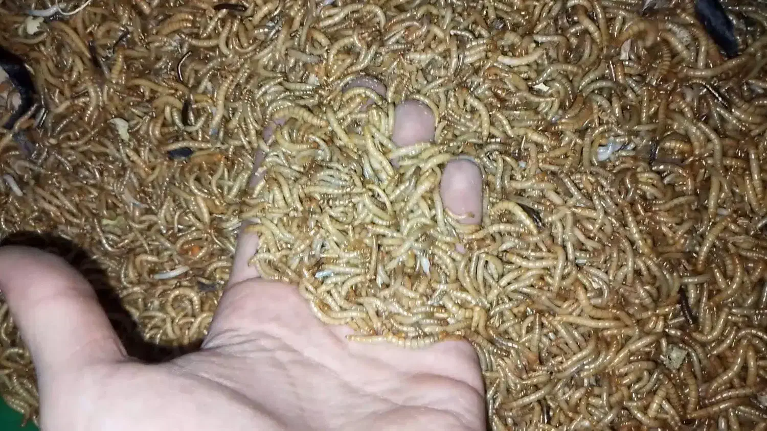 میلورم|خزنده|شهریار, شهریار|دیوار