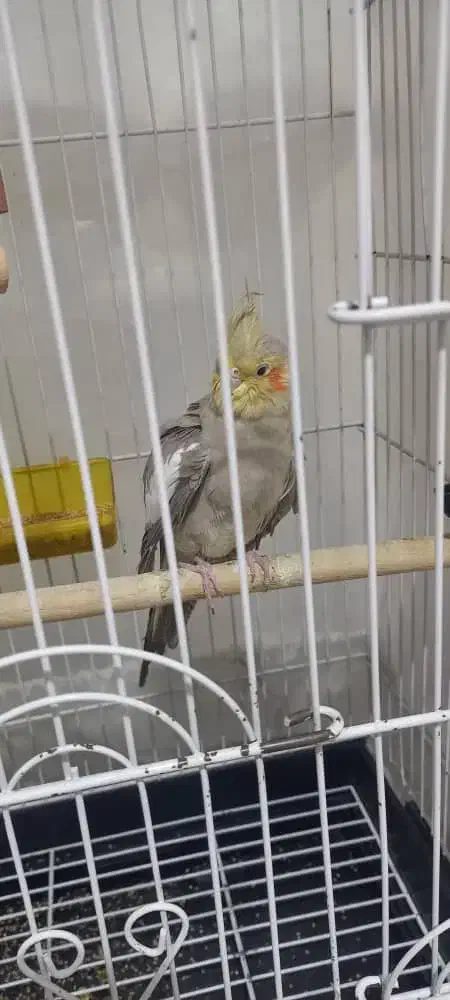 عروس هلندی نر و ماده|پرنده|تبریز, |دیوار