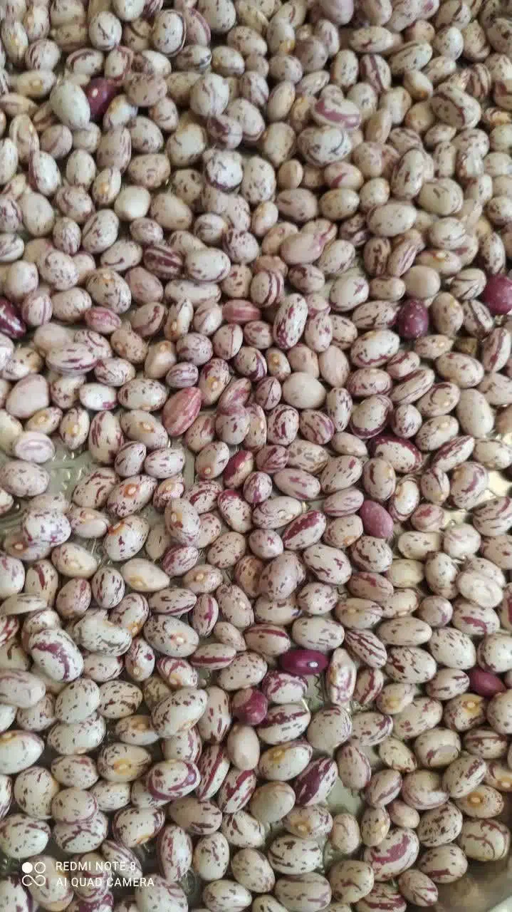 لوبیا چیتی|خوردنی و آشامیدنی|سلطانیه, |دیوار