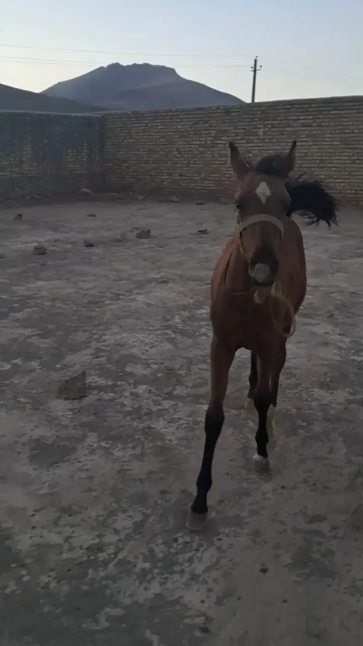 اسب|اسب و تجهیزات اسب‌سواری|ملایر, |دیوار