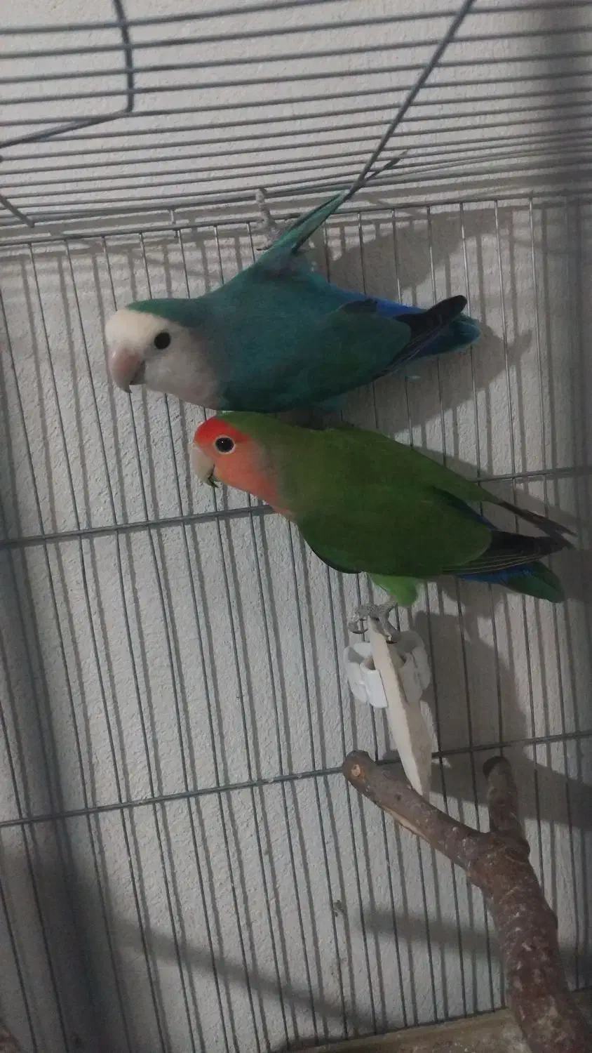 دوجفت کوتوله|پرنده|گرگان, |دیوار