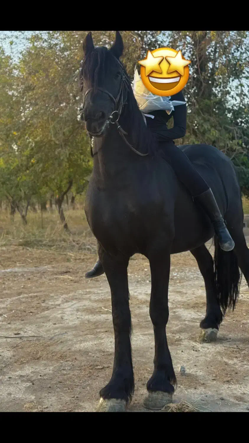 فروش تعدادی فریزین درجه یک و بااصالت|اسب و تجهیزات اسبسواری|صفادشت, |دیوار