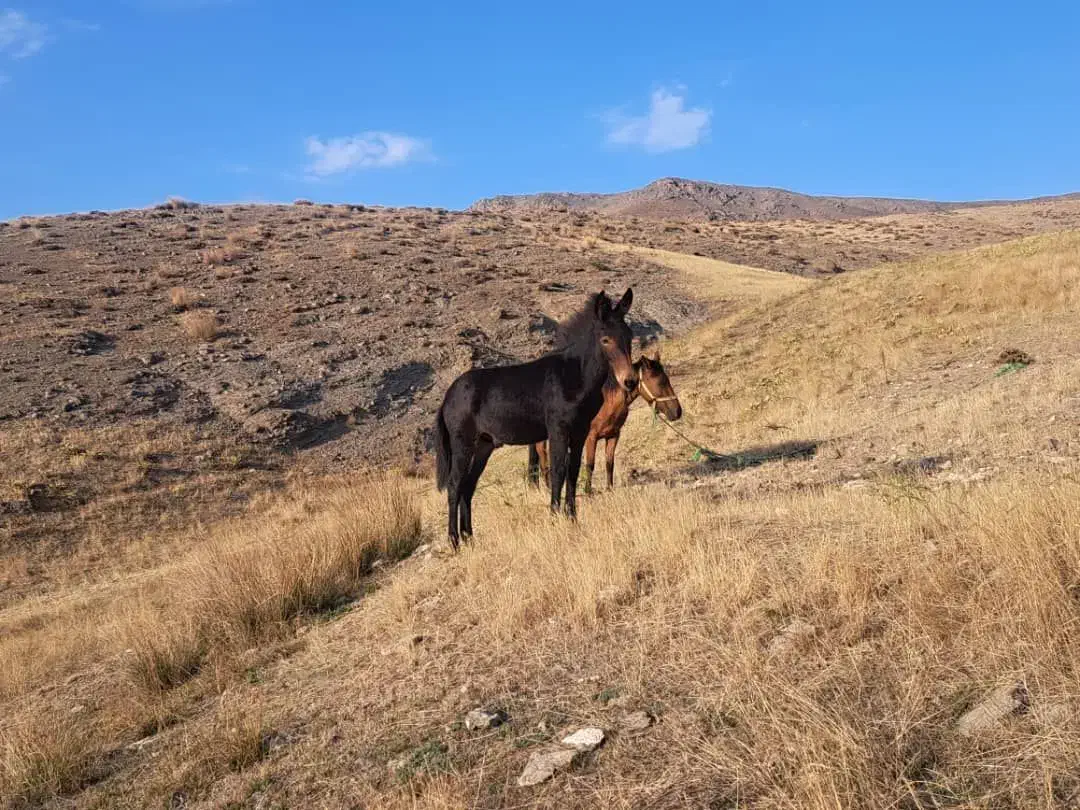 قاطرنر جوان|حیوانات مزرعه|ارشق, |دیوار