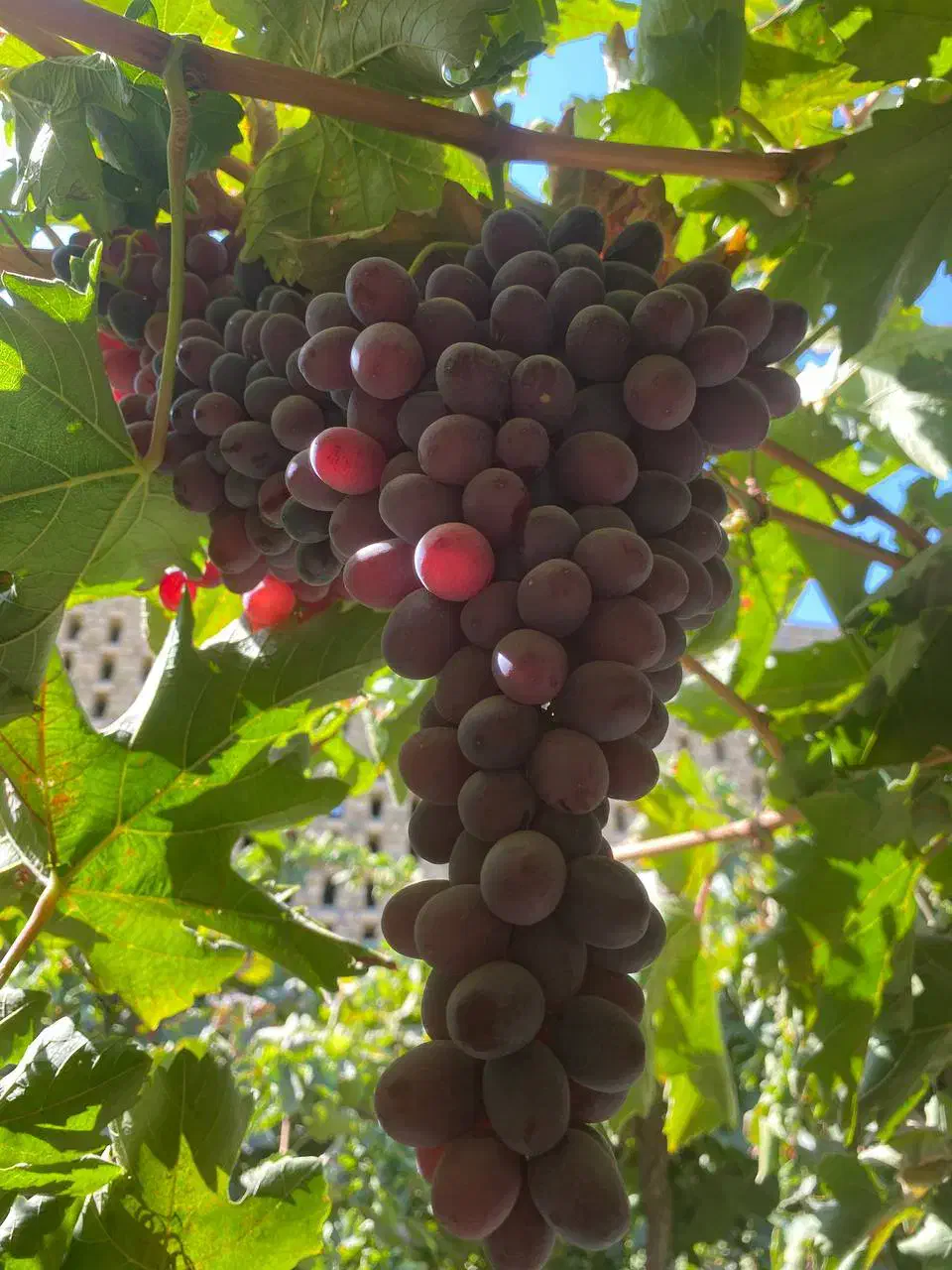 مزرعه انگور رضازاده|خدمات باغبانی و درختکاری|نیشابور, خط کاشمر|دیوار