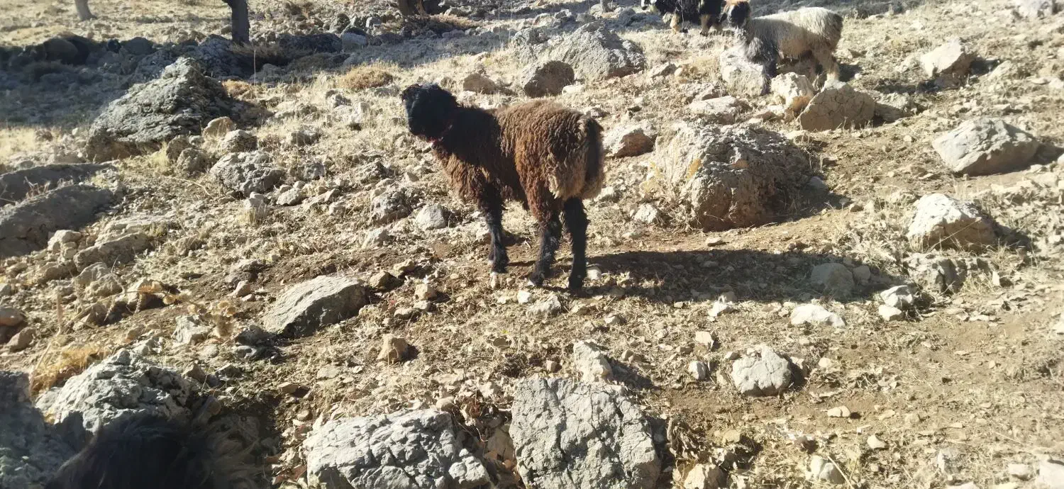 بره قوچ|حیوانات مزرعه|مارگون, |دیوار