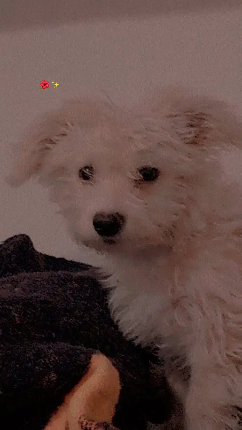 سگ پاکوتاه|سگ|تبریز, |دیوار