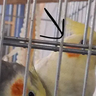 گمشده|حیوانات|اهواز, اسلام آباد شرقی|دیوار