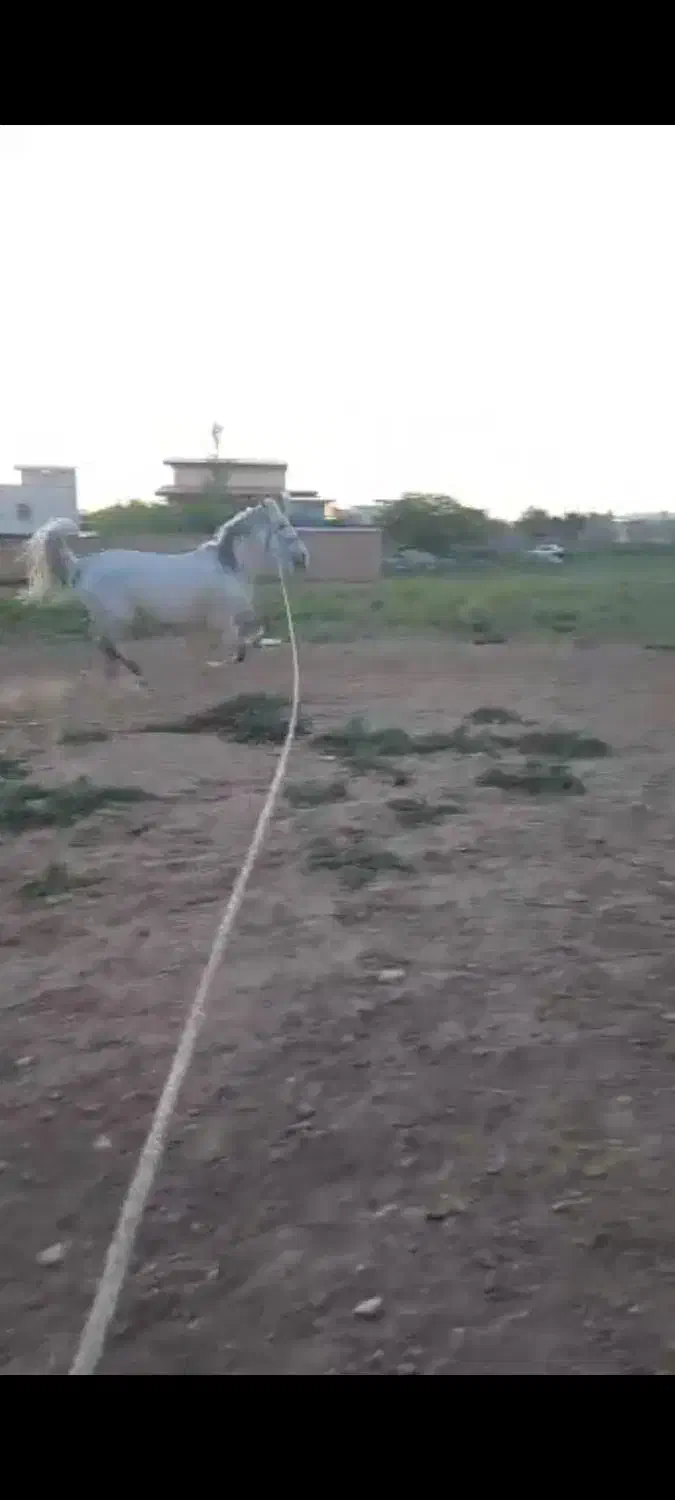 اسب کرد|اسب و تجهیزات اسب‌سواری|درگزین, |دیوار