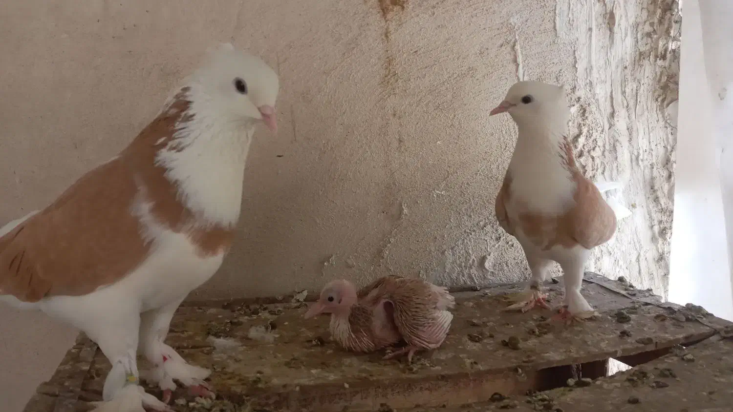 کبوتر شازده کفتر یجا|پرنده|ری, دیلمان|دیوار